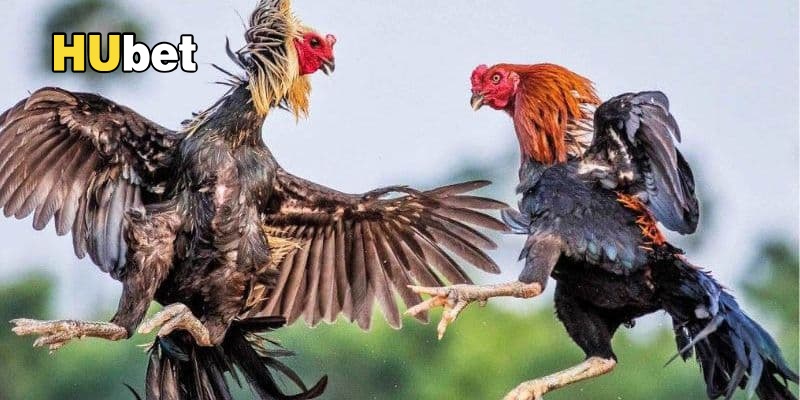 Hướng dẫn các bước đặt thông tin và kết quả hiệu quả.